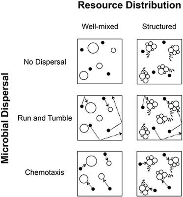 Microscale Insight into Microbial Seed Banks